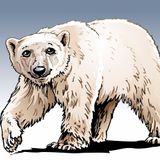 isbjørn